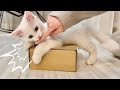 荷物を開封させてくれない子猫…