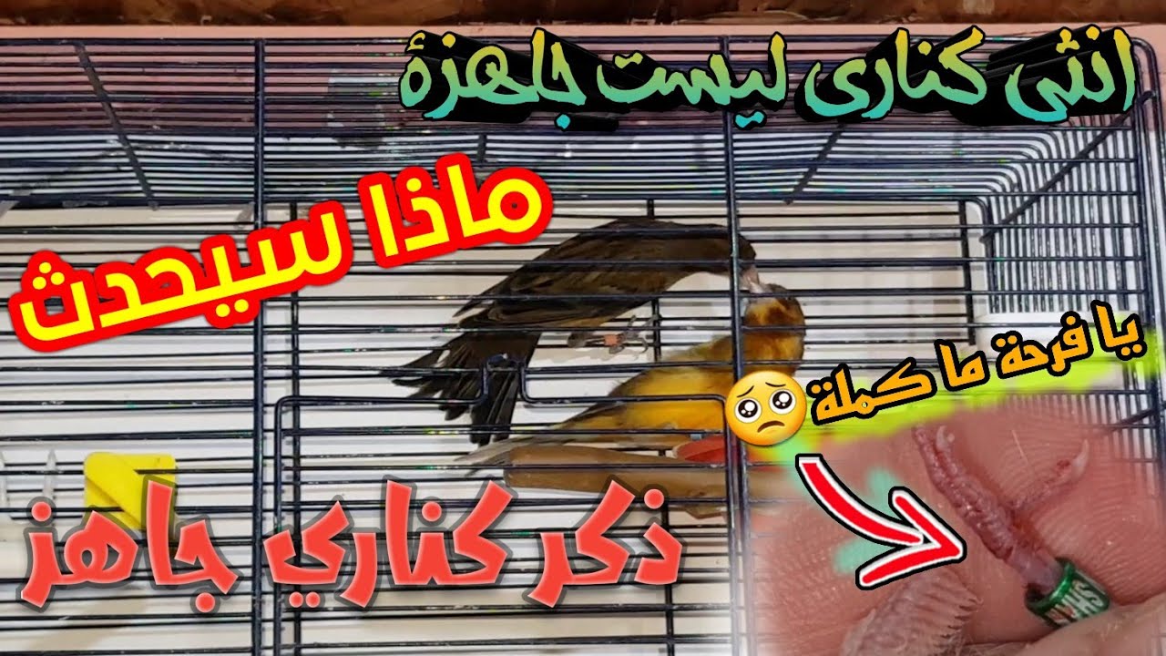 أنثى كناري غير جاهزة و ذكر كناري جاهز ماذا أفعل&شاهد ماذا حصل أثناء تحجيل الفرخ🥺#birds 