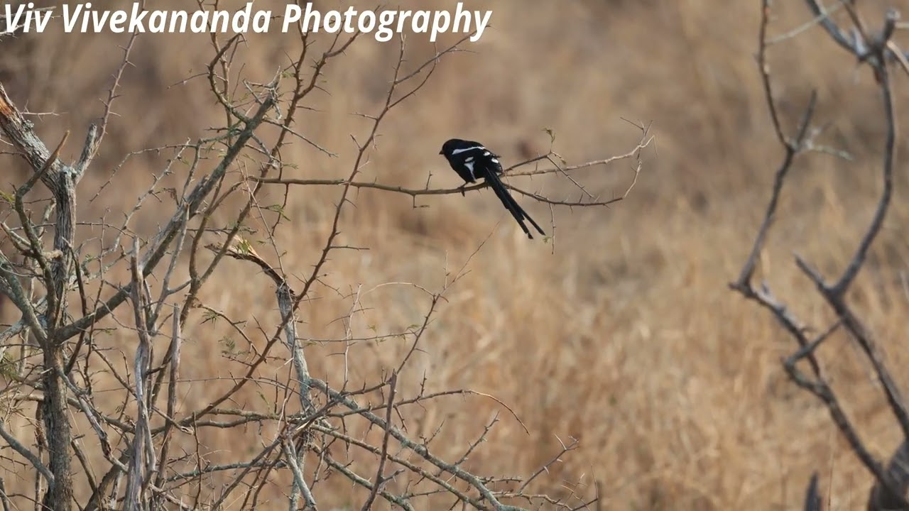 Watch this adult female magpie shrike on a high perch scanning actively for food