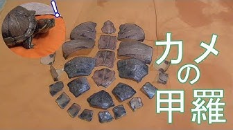 亀の脱皮 Youtube