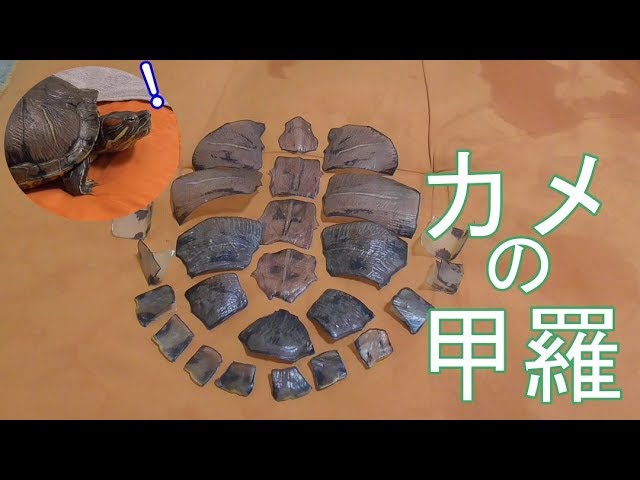 ミドリガメの甲羅 亀の脱皮後 - YouTube