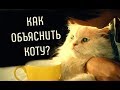 Как Объяснить Коту, что он НЕ ПРАВ?