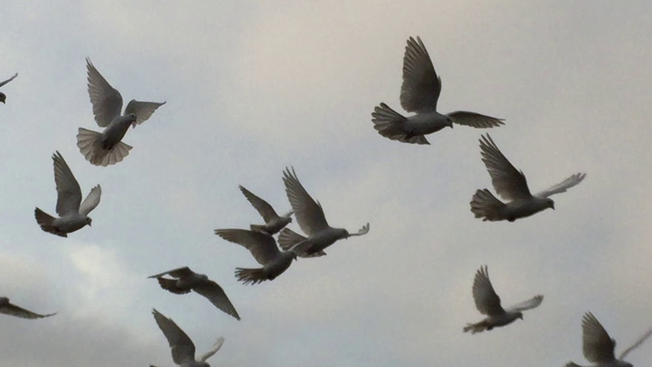 Голуби БАКИНСКИЕ часть 2