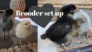 How to set up a brooder // OUR BEAUTY COLLECTIVE