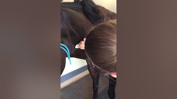 21964763 Toni Weppelman Skill 42 Equine I v injection