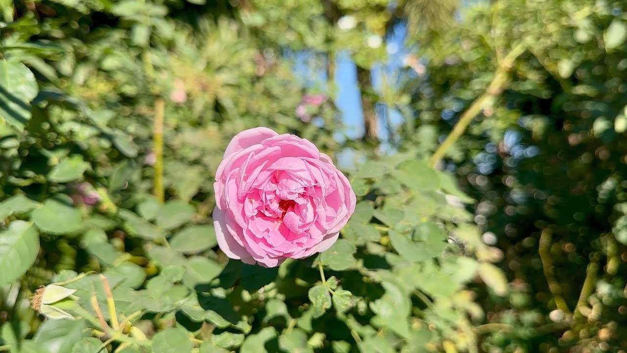 Daddy Popat Vlog | Quick Farm House Visit | Rajkot