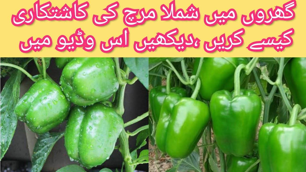 Best way to grow Capsicum/Bell Peppers from seeds at home| fast and easy method| #subscribe #viral |
