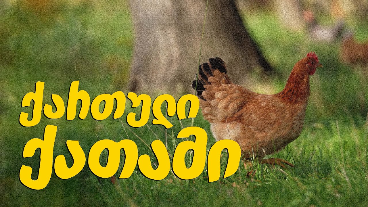 რა პირობებია საჭირო ქართული ქათმის გადარჩენისა  და გამრავლებისთვის? - მე ვარ ფერმერი
