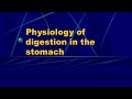 Anatomy of stomach|part 3 in Urdu /hindi
