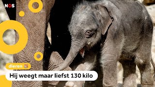 Pasgeboren olifantenjong voor het eerst naar buiten