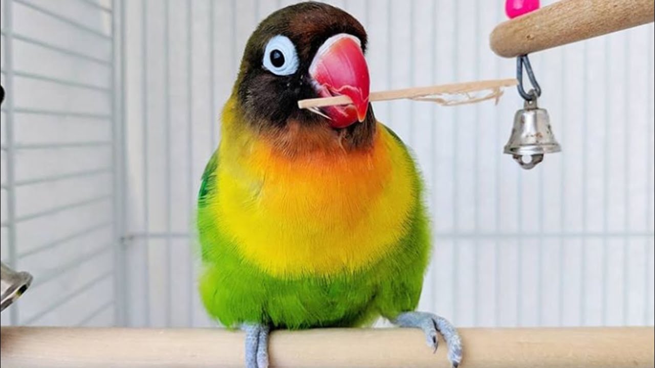 Med venlig hilsen Tænke tørst Black Masked Lovebird Sounds and Singing - Yellow Collared Lovebird Sounds  - YouTube