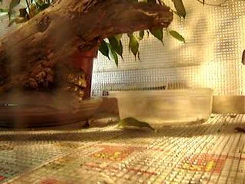 My Chameleon Eats Crickets.