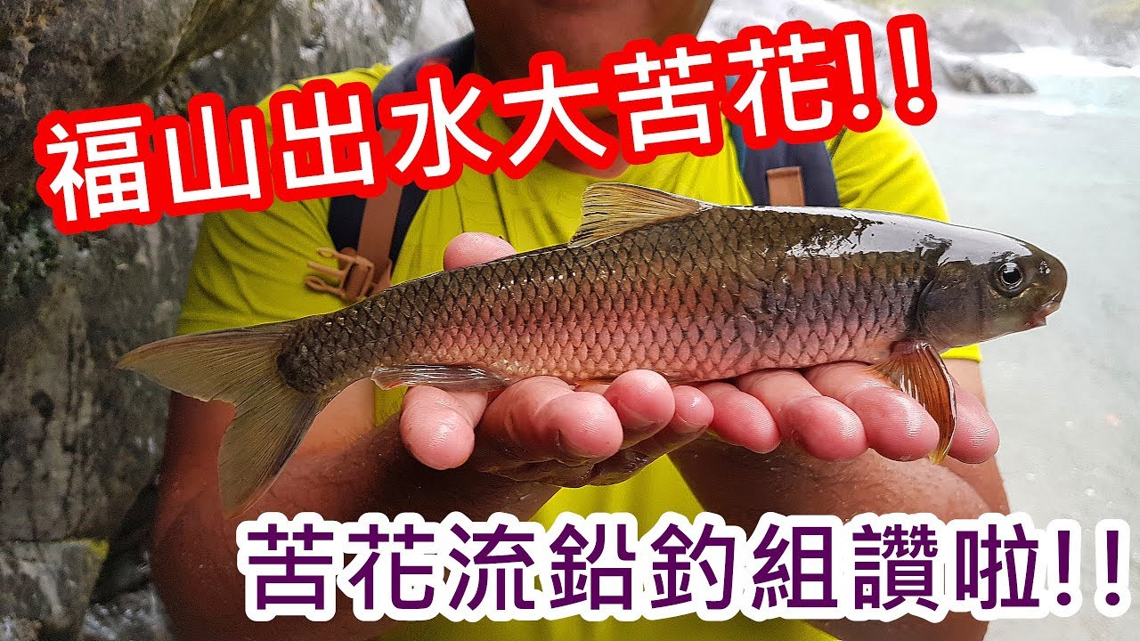 蝦皮愛釣魚 福山出水大苦花 蝦皮愛釣魚 Youtube