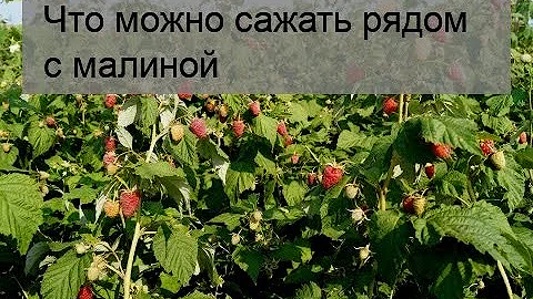 Что можно сажать рядом с малиной