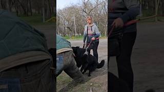 Bodyguard dog training.  Belgian Shepherd Groenendael attacks. #СТРАЖ GUARD Odessa