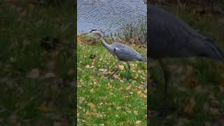 blauwe reiger Nederland