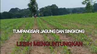Tehnik Tanam Tumpangsari Jagung Dengan Singkong Hasil Double