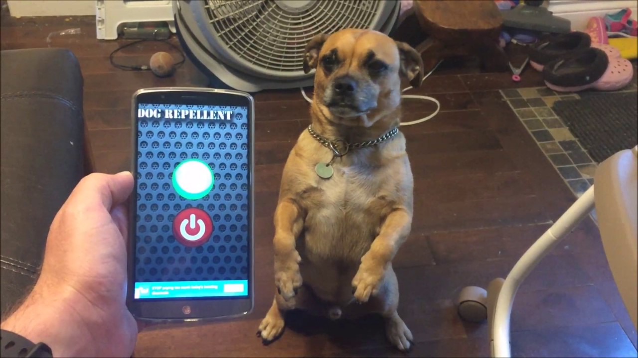 electronic dog repellent