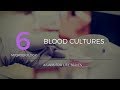 Blood cultures