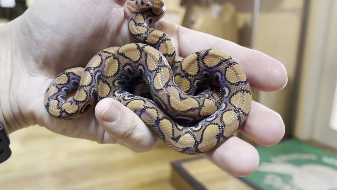 美蛇 ブラジルレインボーボアのご紹介 熱帯倶楽部 吉祥寺店 Youtube