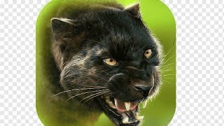 Panther online all code [Spécial 2026]