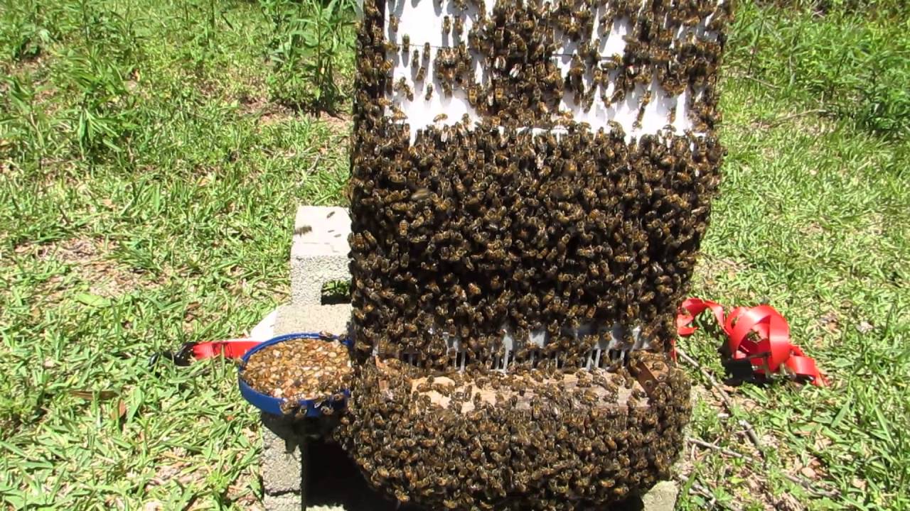 bees-swarming-on-a-hive-youtube