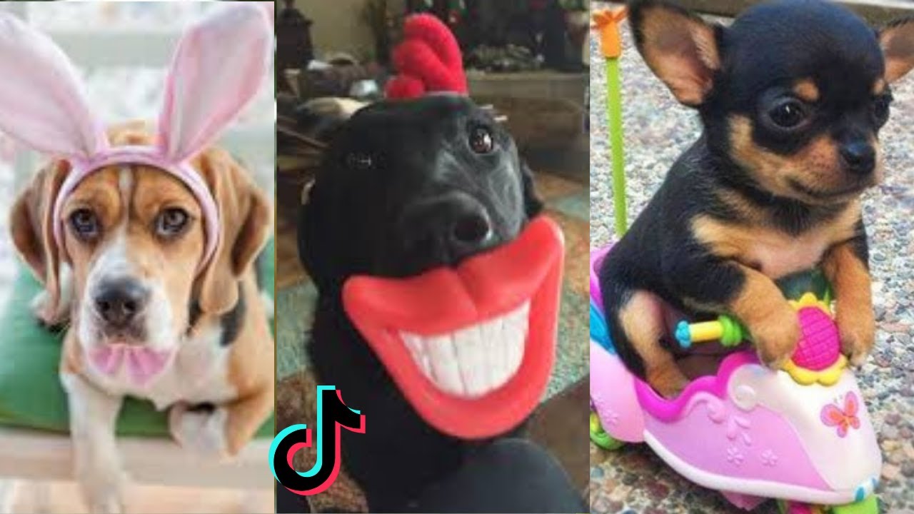 Dogs Doing Funny Things Tik Tok ~ Cutest Puppies TIKTOKS Compilation ...