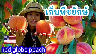 Picking giant peaches at WA