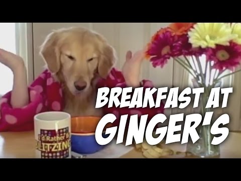 Breakfast at Ginger's- golden retriever dog eats w...