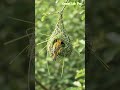 Watch How a Genius Little Bird Builds Its Hanging Nest in 4K! 🐦✨ #4k #viral
