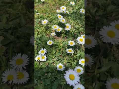 Video: Shasta Daisy Flowers: Shasta Daisy Nasıl Yetiştirileceğine İlişkin Bilgiler