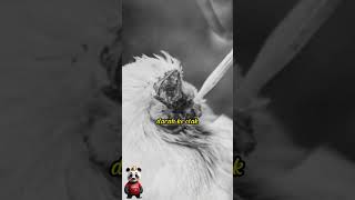 Aneh bin ajaib!!! ayam ini bisa hidup selama 18 bulan tanpa kepala loh.... #trending #infomenarik
