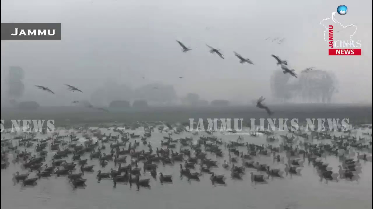 Bar-headed Geese Flock To Gharana Wetlands Near Indo-Pak Border