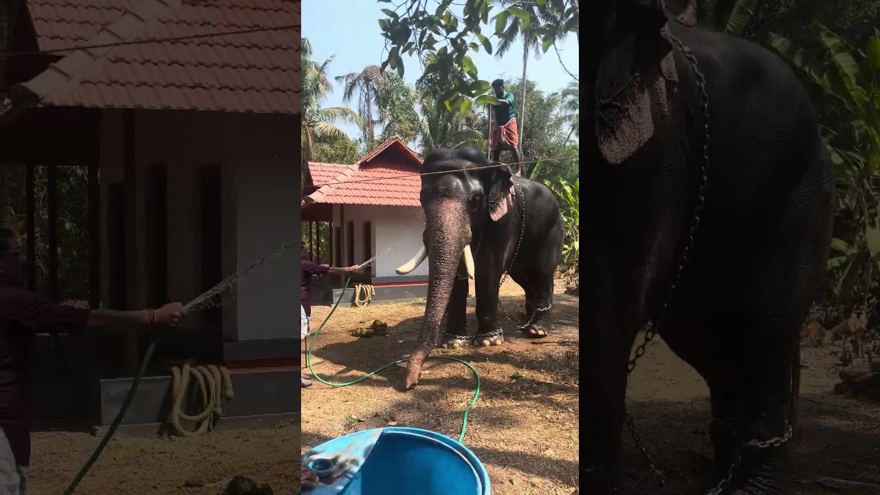 ഗുരുവായൂർ സിദ്ധാർത്ഥൻ ആന ശിവരാത്രി ക്ക് വന്നപ്പോൾ കുളിയും വെള്ളം കുടിയും 🔥❤️💘