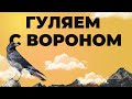 Прогулка с вороном и ответы на вопросы.