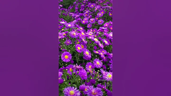 Our Aster💜 It’s #fall guys 🍁 #plants #autumn #gardening #garden #gardencenter #nature #plantlover - DayDayNews