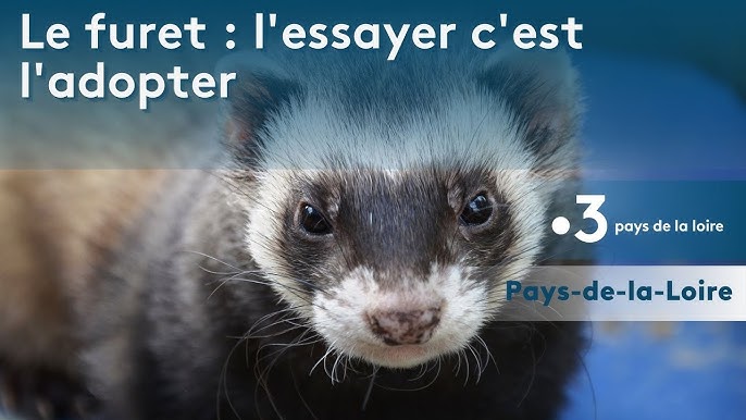 L'arrivée du furet à la maison - WanimoVéto