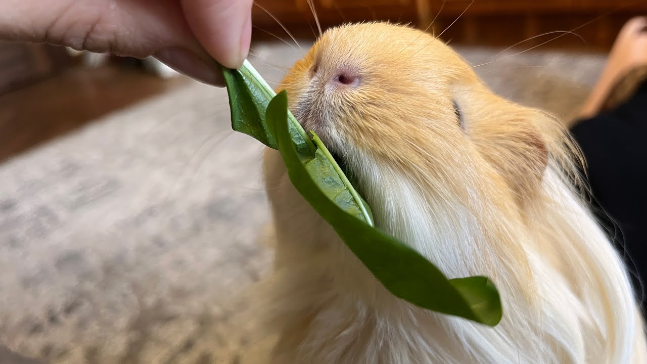 Crunch crunch 🐹 Guinea pig chewing. - YouTube - Crunch Time For Guinea Pig