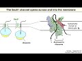How Cells Make Membrane Proteins