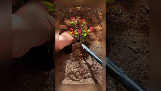 So today I planted the crown of thorns I just bought 🌱 #automobile #woodscraft #farming #garden
