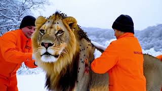 lion operation 😱😱 #wildanimals #animalrescue #animals screenshot 3