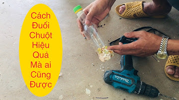Cách đuổi chuột ra khỏi nhà mà không sát sinh