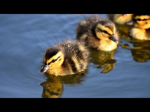 Wideo: Jak Karmić Kaczkę Indo