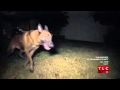 Unleashed: K9 Broward County S01 E01 Parte 1