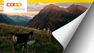 Alp Falla - Mountain farmer Susan Grest and her organic goats