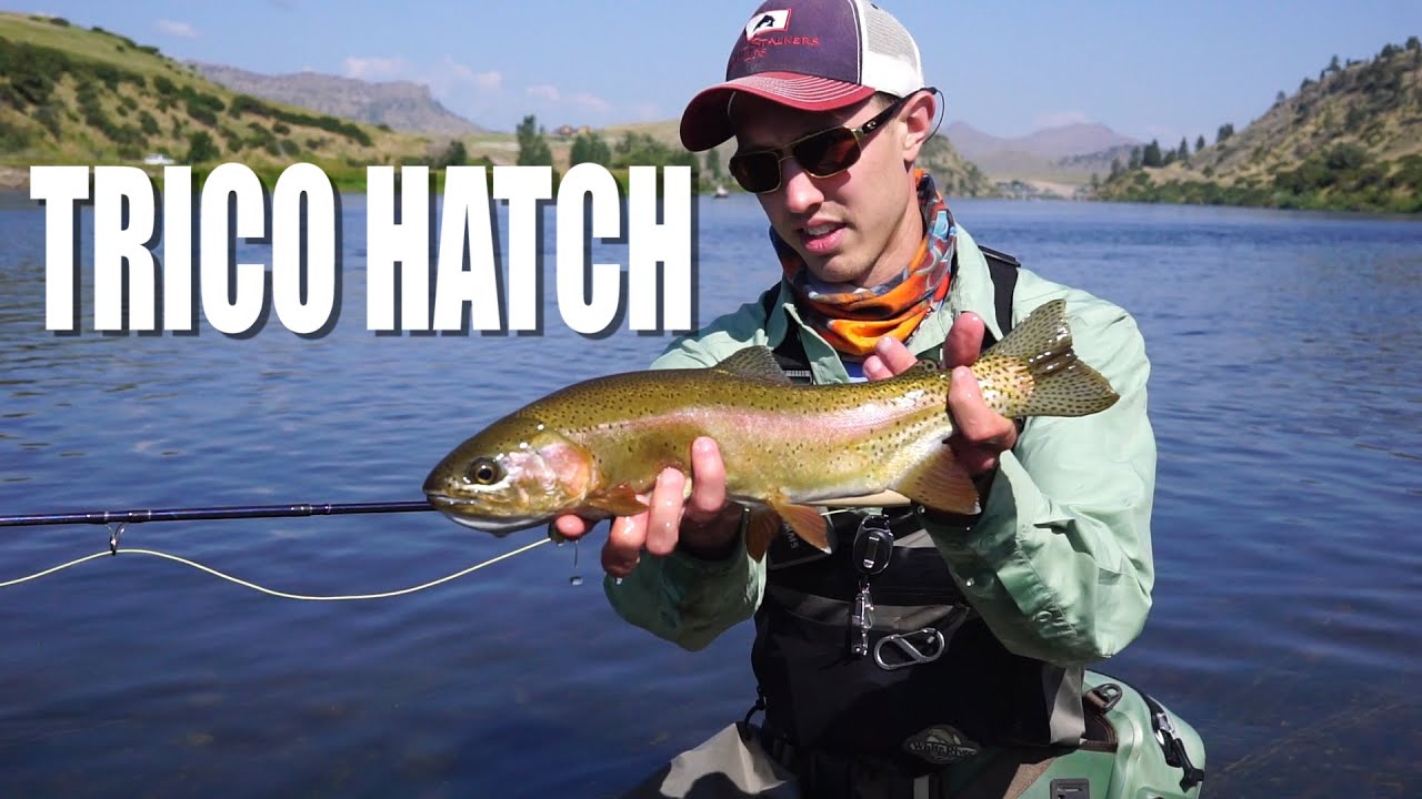 Fly Fishing the Missouri River Trico Hatch YouTube
