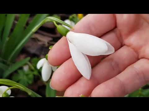 Подснежники, весенники, крокусы,