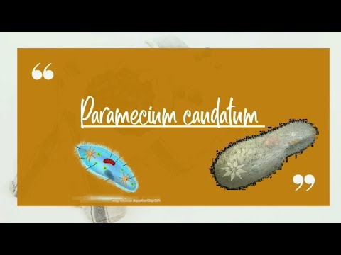 Video: Apa fungsi trikokista pada paramecium?