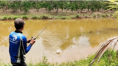 Câu cá lóc_Tiếp tục cuộc chiến gần nhà lại đụng Hugo @Hữunghị tv