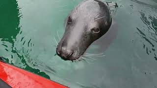 Atlantic grey seals   HD 720p